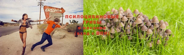 PSILOCYBIN Абдулино